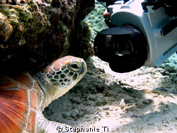 This shot was taken at Kapalai (Sabah, Malaysia) without ... by Stephanie Ti 